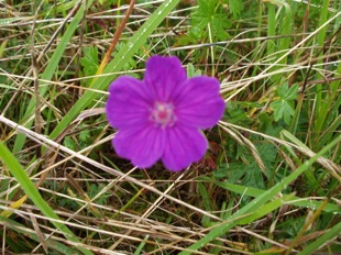 Bloody Cranesbill